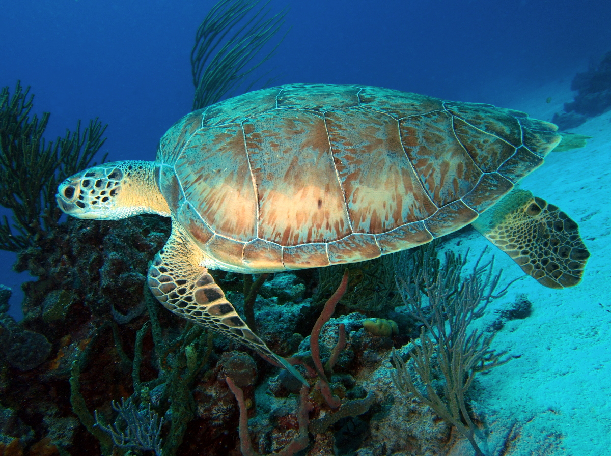 Green Turtle